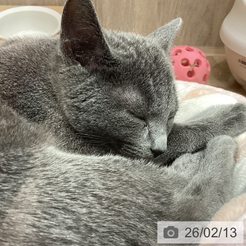 埼玉県のロシアンブルー (ペットプラス 与野店/2025年11月8日生まれ/女の子/ブルー)の子猫の3枚目の画像