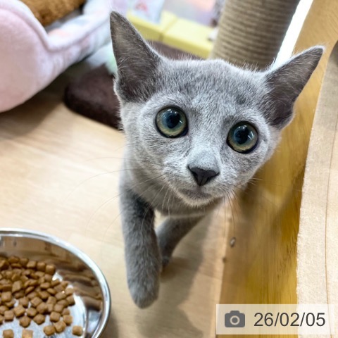 神奈川県のロシアンブルー (ペットプラス 相模原並木店/2025年11月8日生まれ/女の子/ブルー)の子猫の3枚目の画像