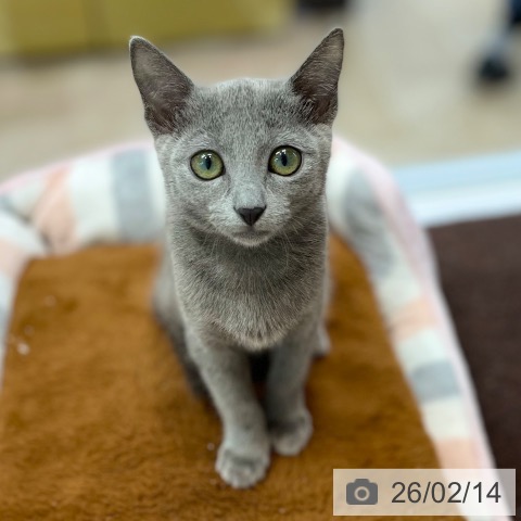 ロシアンブルーの写真