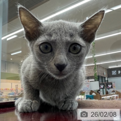 ロシアンブルーの写真