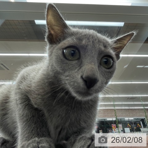 神奈川県のロシアンブルー (ペットプラス 相模原並木店/2025年11月8日生まれ/女の子/ブルー)の子猫の4枚目の画像