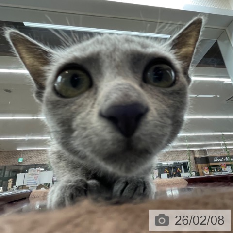 神奈川県のロシアンブルー (ペットプラス 相模原並木店/2025年11月8日生まれ/女の子/ブルー)の子猫の3枚目の画像