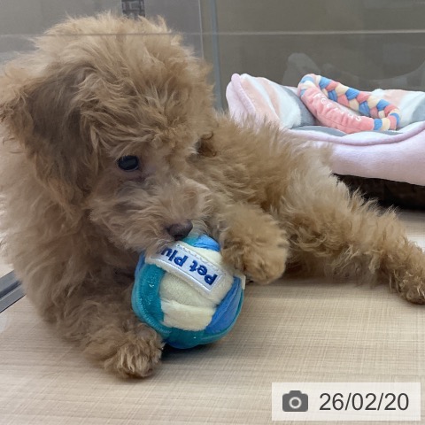 埼玉県のトイプードル(トイ) (ペッツワン 浦和美園店/2025年11月17日生まれ/男の子/アプリコット)の子犬の3枚目の画像