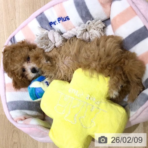 岩手県のトイプードル(トイ) (ペットプラス 盛岡南店/2025年11月17日生まれ/女の子/アプリコット)の子犬の3枚目の画像