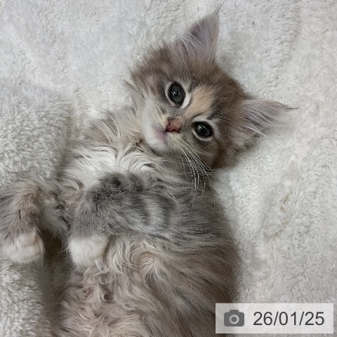 千葉県のノルウェージャンフォレストキャット (ペットプラス 成田店/2025年11月9日生まれ/女の子/ブルークリームタビーホワイト)の子猫の3枚目の画像