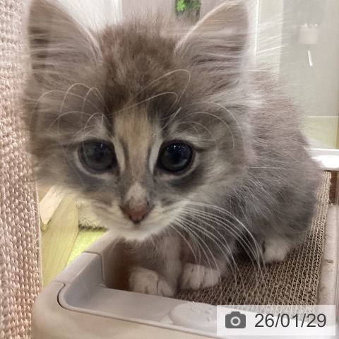千葉県のノルウェージャンフォレストキャット (ペットプラス 成田店/2025年11月9日生まれ/女の子/ブルークリームタビーホワイト)の子猫の3枚目の画像