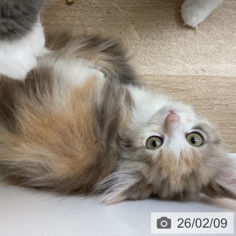 ノルウェージャンフォレストキャットの写真