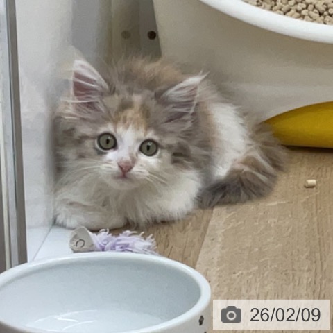 ノルウェージャンフォレストキャットの写真