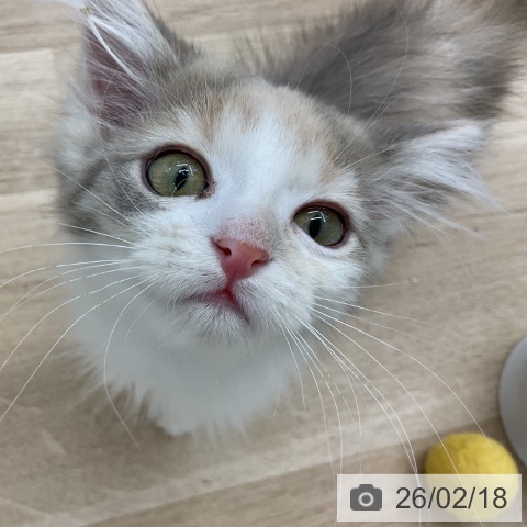 福島県のノルウェージャンフォレストキャット (ペットプラス 福島店/2025年11月21日生まれ/女の子/ダイリュートキャリコ)の子猫の3枚目の画像