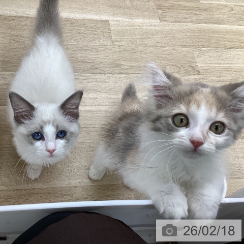 福島県のノルウェージャンフォレストキャット (ペットプラス 福島店/2025年11月21日生まれ/女の子/ダイリュートキャリコ)の子猫の4枚目の画像