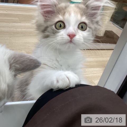 福島県のノルウェージャンフォレストキャット (ペットプラス 福島店/2025年11月21日生まれ/女の子/ダイリュートキャリコ)の子猫の3枚目の画像