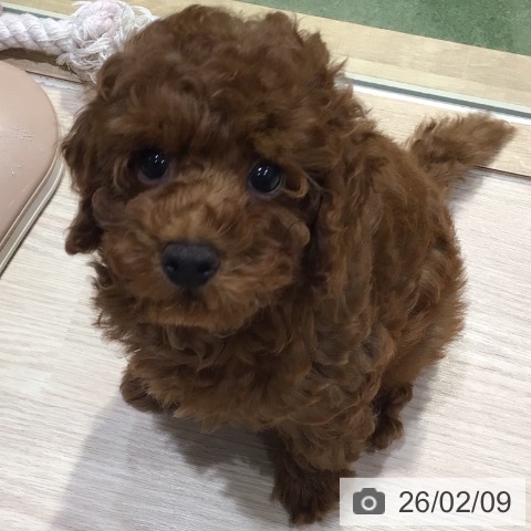 神奈川県のトイプードル(トイ) (ペットプラス 川崎ルフロン店/2025年11月23日生まれ/男の子/レッド)の子犬の3枚目の画像