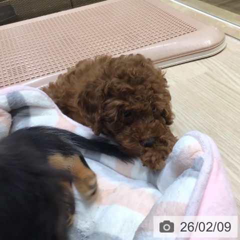 神奈川県のトイプードル(トイ) (ペットプラス 川崎ルフロン店/2025年11月23日生まれ/男の子/レッド)の子犬の3枚目の画像