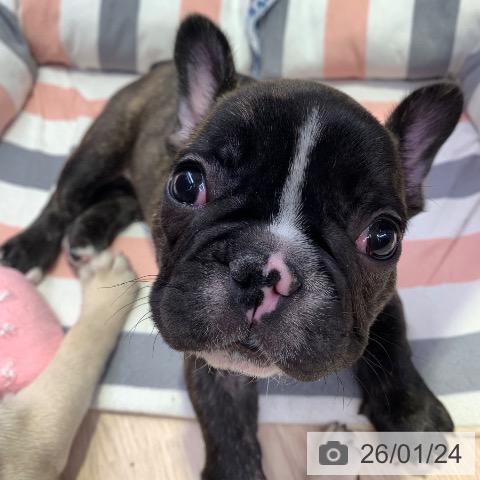 千葉県のフレンチブルドッグ (ペットプラス 幕張新都心店/2025年11月22日生まれ/男の子/ブリンドルホワイト)の子犬の3枚目の画像