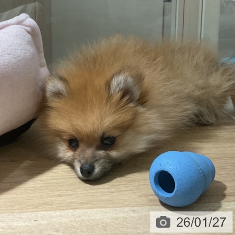 神奈川県のポメラニアン (ペットプラス 湘南平塚店/2025年11月24日生まれ/男の子/オレンジ)の子犬の3枚目の画像