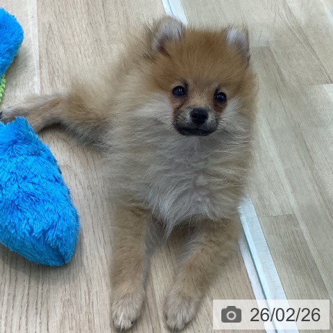 神奈川県のポメラニアン (ペットプラス 相模原並木店/2025年11月24日生まれ/男の子/オレンジ)の子犬の4枚目の画像