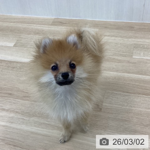 神奈川県のポメラニアン (ペットプラス 相模原並木店/2025年11月24日生まれ/男の子/オレンジ)の子犬の3枚目の画像