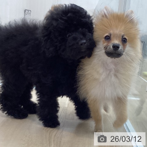 神奈川県のポメラニアン (ペットプラス 相模原並木店/2025年11月24日生まれ/男の子/オレンジ)の子犬の3枚目の画像