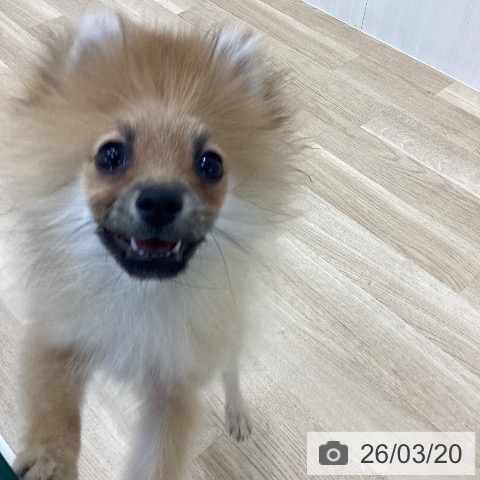 神奈川県のポメラニアン (ペットプラス 相模原並木店/2025年11月24日生まれ/男の子/オレンジ)の子犬の3枚目の画像