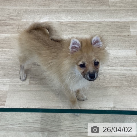 神奈川県のポメラニアン (ペットプラス 相模原並木店/2025年11月24日生まれ/男の子/オレンジ)の子犬の3枚目の画像