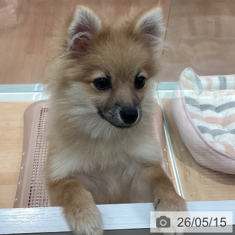 神奈川県のポメラニアン (ペットプラス 海老名店/2025年11月24日生まれ/男の子/オレンジ)の子犬の4枚目の画像