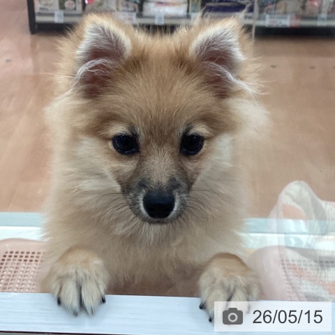 神奈川県のポメラニアン (ペットプラス 海老名店/2025年11月24日生まれ/男の子/オレンジ)の子犬の3枚目の画像