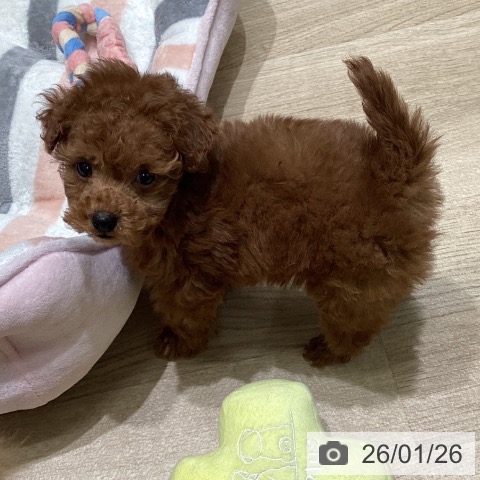 東京都のトイプードル(トイ) (ペットプラス 立川高島屋S.C.店/2025年11月23日生まれ/男の子/レッド)の子犬の3枚目の画像