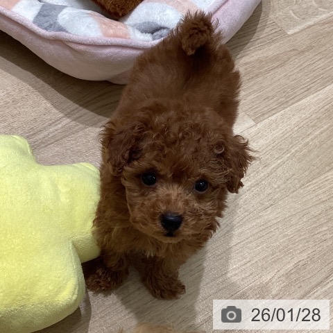 東京都のトイプードル(トイ) (ペットプラス 立川高島屋S.C.店/2025年11月23日生まれ/男の子/レッド)の子犬の3枚目の画像