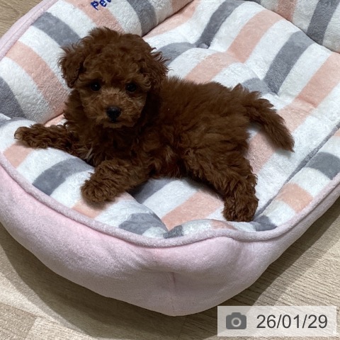 東京都のトイプードル(トイ) (ペットプラス 立川高島屋S.C.店/2025年11月23日生まれ/男の子/レッド)の子犬の3枚目の画像