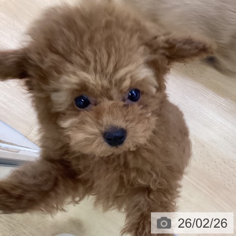 埼玉県のトイプードル(トイ) (ペットプラス 羽生店/2025年11月23日生まれ/女の子/レッド)の子犬の4枚目の画像