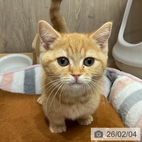 埼玉県のマンチカン (ペットプラス 与野店/2025年11月18日生まれ/女の子/レッドタビー)の子猫の4枚目の画像