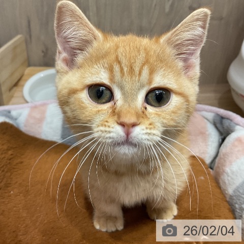 埼玉県のマンチカン (ペットプラス 与野店/2025年11月18日生まれ/女の子/レッドタビー)の子猫の3枚目の画像