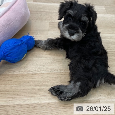 神奈川県のミニチュアシュナウザー (ペットプラス 相模原並木店/2025年11月24日生まれ/男の子/ブラックシルバー)の子犬の4枚目の画像