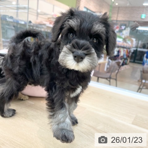 神奈川県のミニチュアシュナウザー (ペットプラス 相模原並木店/2025年11月24日生まれ/男の子/ブラックシルバー)の子犬の3枚目の画像