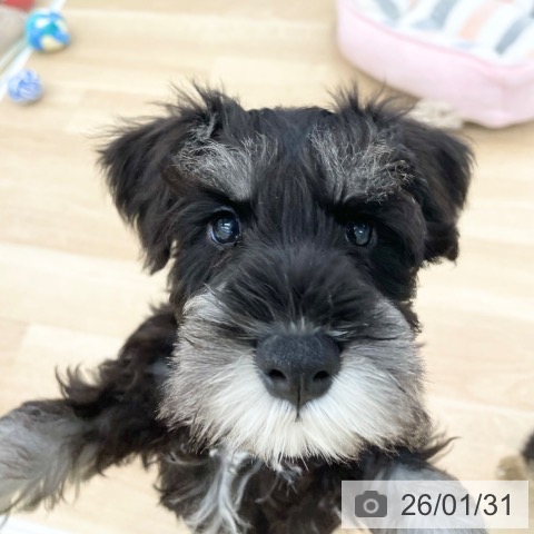 神奈川県のミニチュアシュナウザー (ペットプラス 相模原並木店/2025年11月24日生まれ/男の子/ブラックシルバー)の子犬の3枚目の画像