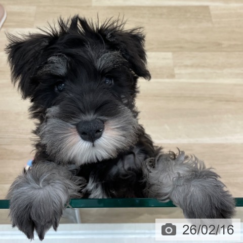 神奈川県のミニチュアシュナウザー (ペットプラス 相模原並木店/2025年11月24日生まれ/男の子/ブラックシルバー)の子犬の3枚目の画像