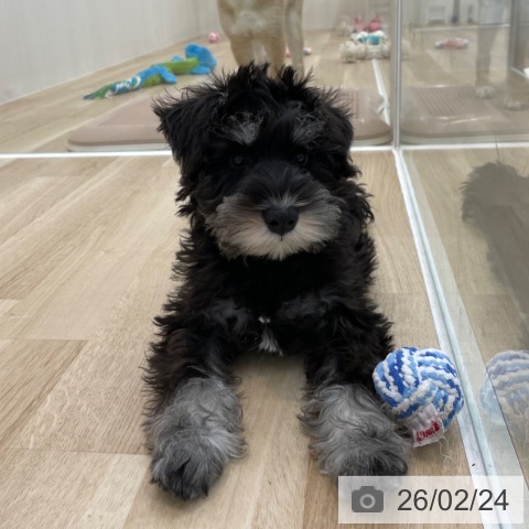 神奈川県のミニチュアシュナウザー (ペットプラス 相模原並木店/2025年11月24日生まれ/男の子/ブラックシルバー)の子犬の3枚目の画像