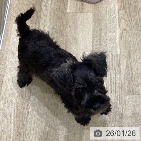 岩手県のミニチュアシュナウザー (ペットプラス 盛岡南店/2025年11月24日生まれ/男の子/ソルトペッパー)の子犬の4枚目の画像