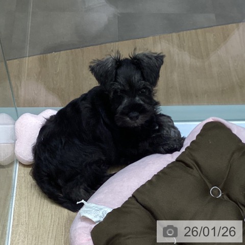 岩手県のミニチュアシュナウザー (ペットプラス 盛岡南店/2025年11月24日生まれ/男の子/ソルトペッパー)の子犬の3枚目の画像