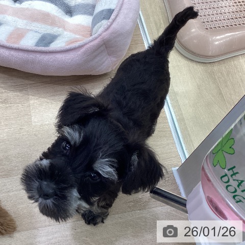 神奈川県のミニチュアシュナウザー (ペットプラス 座間店/2025年11月24日生まれ/男の子/ブラックシルバー)の子犬の4枚目の画像