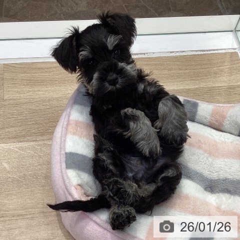 神奈川県のミニチュアシュナウザー (ペットプラス 座間店/2025年11月24日生まれ/男の子/ブラックシルバー)の子犬の3枚目の画像