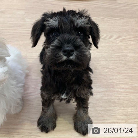 千葉県のミニチュアシュナウザー (ペットプラス 幕張新都心店/2025年11月24日生まれ/女の子/ブラックシルバー)の子犬の3枚目の画像