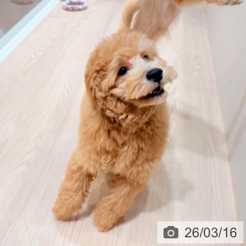 千葉県のトイプードル(トイ) (ペットプラス ユーカリが丘店/2025年11月24日生まれ/男の子/オレンジフォーン)の子犬の4枚目の画像