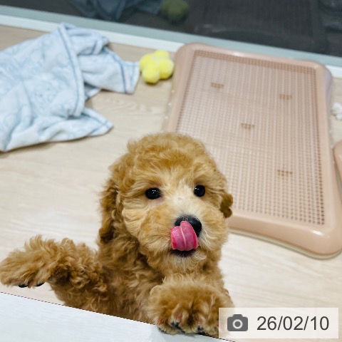 千葉県のトイプードル(トイ) (ペットプラス ユーカリが丘店/2025年11月24日生まれ/男の子/オレンジフォーン)の子犬の3枚目の画像