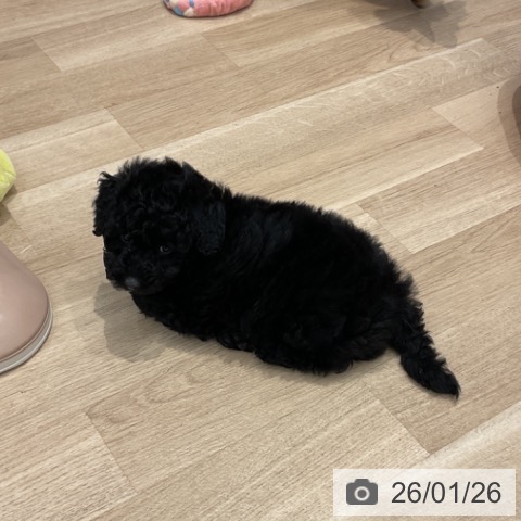 群馬県のトイプードル(トイ) (ペットプラス イオンモール太田店/2025年11月24日生まれ/男の子/ブラック)の子犬の3枚目の画像