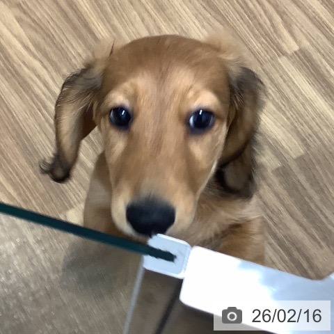 茨城県のミニチュアダックスフンド(ロング) (ペッツワン 阿見店/2025年11月24日生まれ/男の子/レッド)の子犬の3枚目の画像