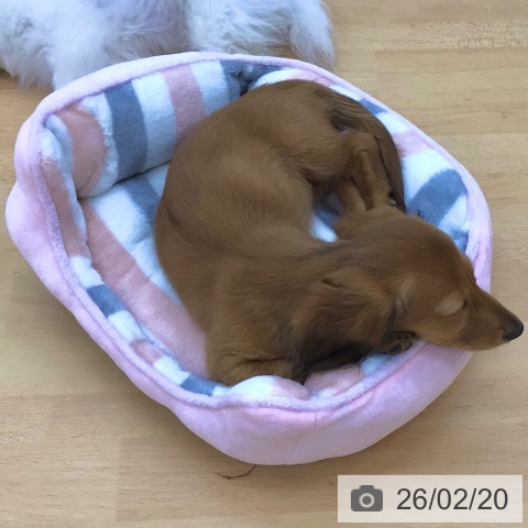 青森県のミニチュアダックスフンド(ロング) (ペットプラス 青森浜田店/2025年11月24日生まれ/女の子/レッド)の子犬の4枚目の画像