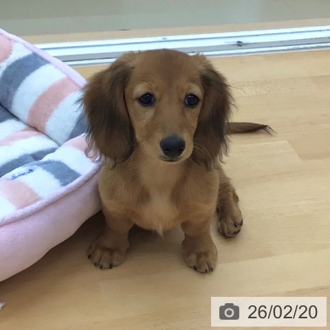 青森県のミニチュアダックスフンド(ロング) (ペットプラス 青森浜田店/2025年11月24日生まれ/女の子/レッド)の子犬の3枚目の画像