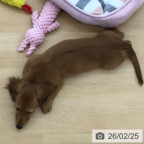 青森県のミニチュアダックスフンド(ロング) (ペットプラス 青森浜田店/2025年11月24日生まれ/女の子/レッド)の子犬の4枚目の画像