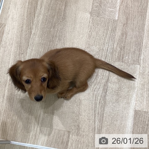 岩手県のミニチュアダックスフンド(ロング) (ペットプラス 盛岡南店/2025年11月24日生まれ/女の子/レッド)の子犬の3枚目の画像